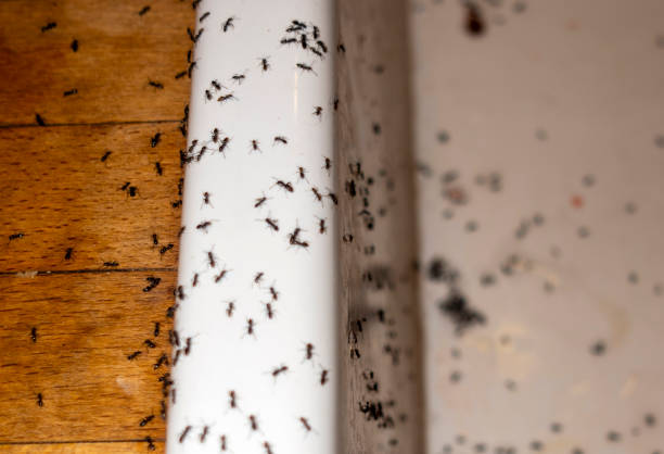 Best Affordable Pest Control Services  in Marion, MS